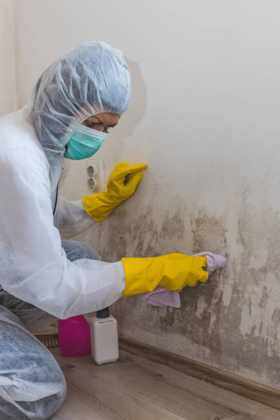 Best Mold Removal for HVAC Installations  in Tri City, OR