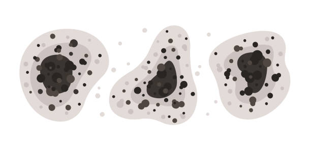 Best Environmental Consulting for Mold Prevention  in Tri City, OR