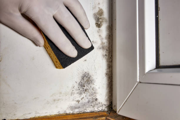 Tri City, OR Mold Removal Company
